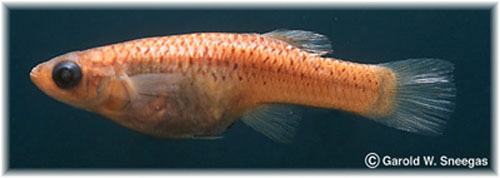 得克萨斯食蚊鱼(Gambusia amistadensis)