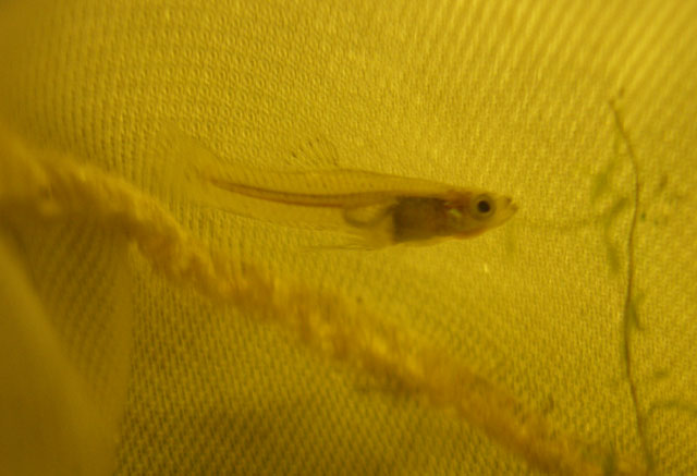 盖氏食蚊鱼(Gambusia geiseri)