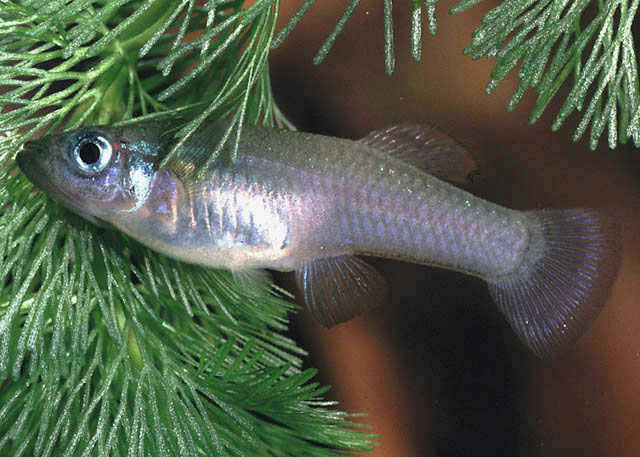 黑胸食蚊鱼(Gambusia melapleura)