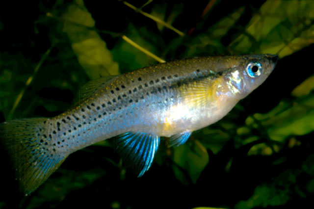 蓝斑食蚊鱼(Gambusia punctata)