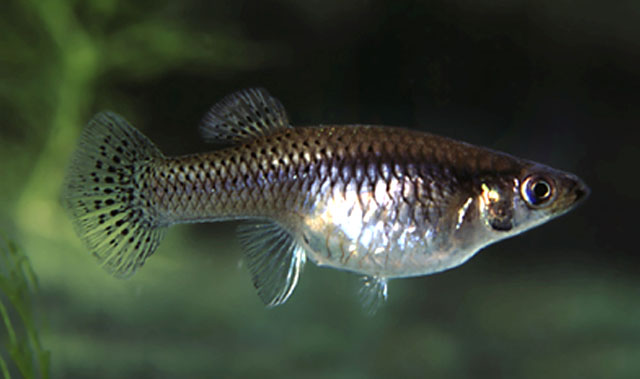 珍珠食蚊鱼(Gambusia puncticulata)