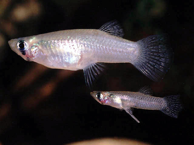 六辐食蚊鱼(Gambusia sexradiata)