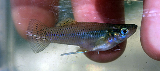尤卡坦食蚊鱼(Gambusia yucatana)