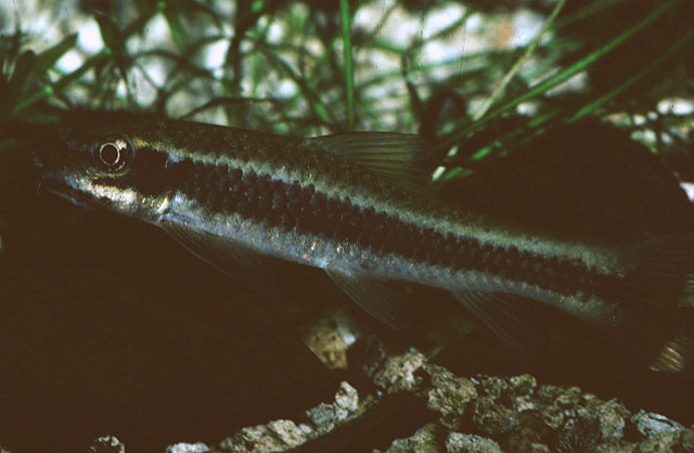 锡兰墨头鱼(Garra ceylonensis)