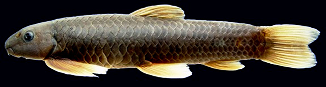 曼尼普河墨头鱼(Garra manipurensis)