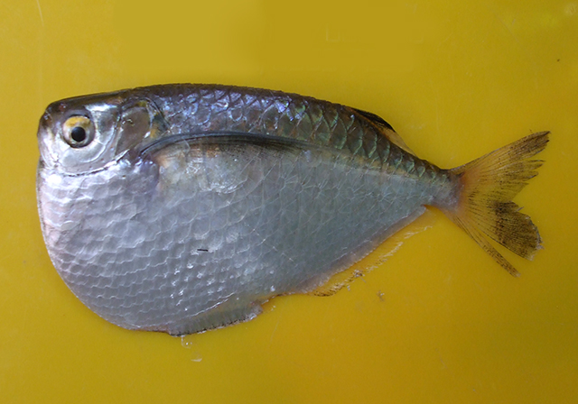 银胸斧鱼(Gasteropelecus levis)
