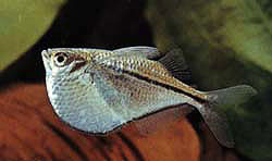 圭亚那胸斧鱼(Gasteropelecus sternicla)