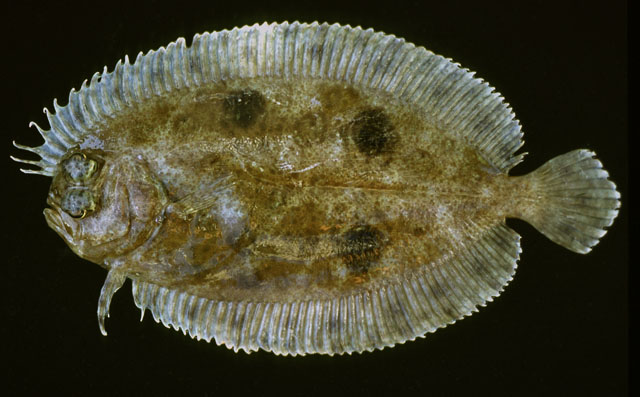 卡罗来纳虾鲆(Gastropsetta frontalis)