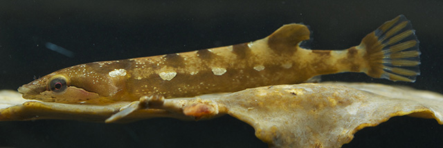 似腹杯喉盘鱼(Gastroscyphus hectoris)