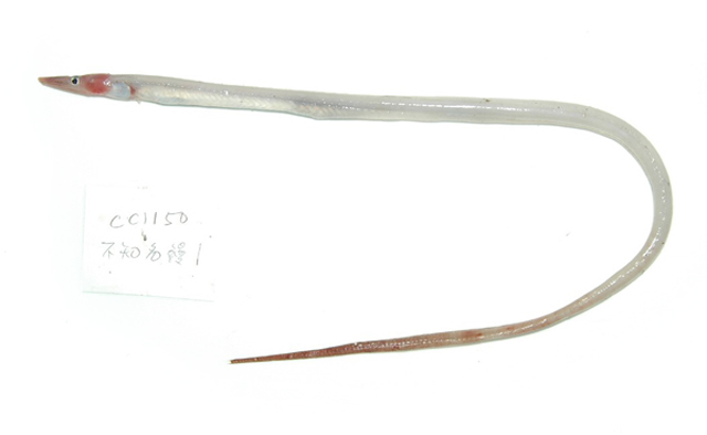 鳄头鳗(Gavialiceps taeniola)