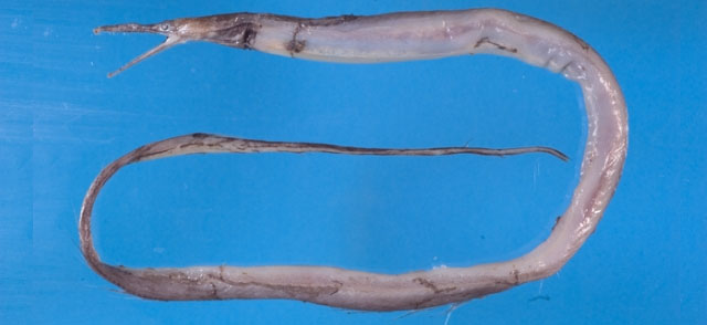 台湾鳄头鳗(Gavialiceps taiwanensis)