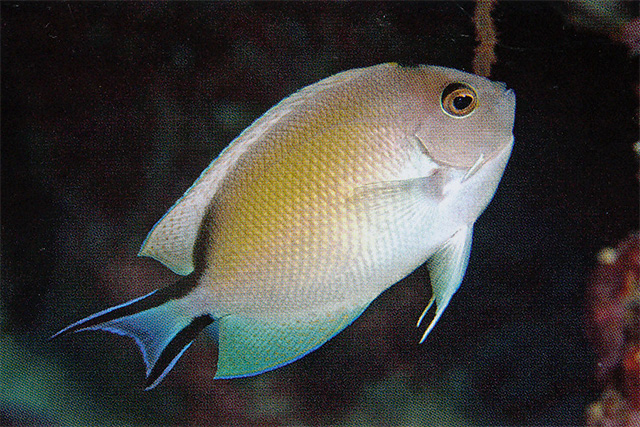 纹尾月蝶鱼(Genicanthus caudovittatus)
