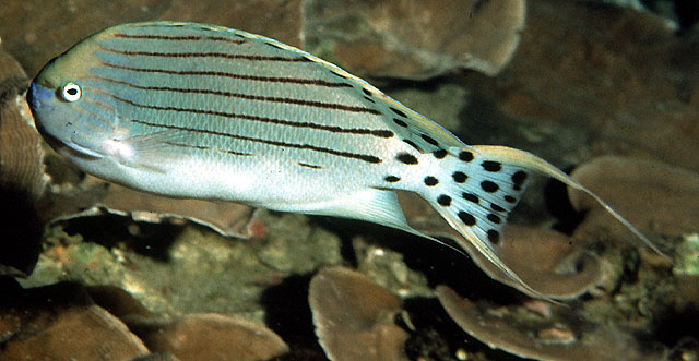 塔氏月蝶鱼(Genicanthus takeuchii)