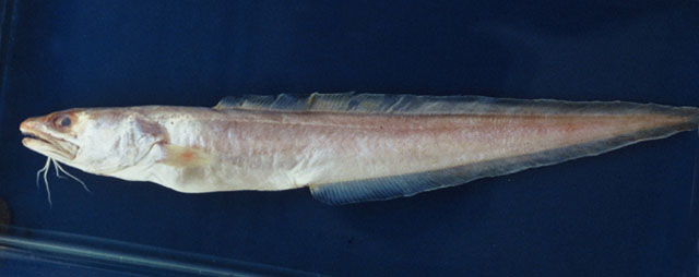 巴西羽鼬鳚(Genypterus brasiliensis)