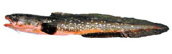 智利羽鼬鳚(Genypterus chilensis)