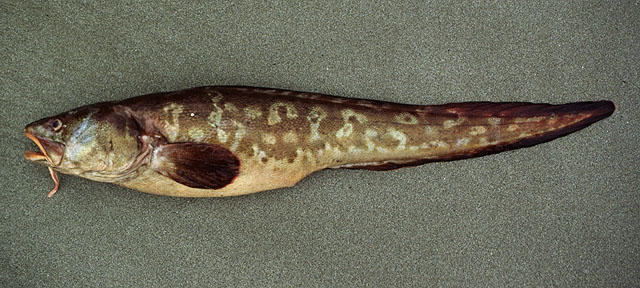 斑羽鼬鳚(Genypterus maculatus)