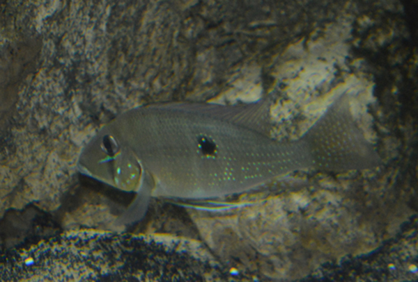 银点珠母丽鱼(Geophagus argyrostictus)