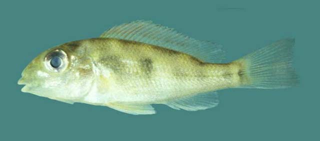 短鳃珠母丽鱼(Geophagus brachybranchus)