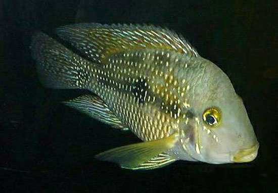 巴西珠母丽鱼(Geophagus brasiliensis)