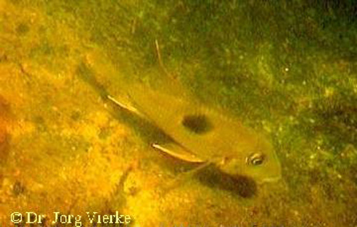 卡默珠母丽鱼(Geophagus camopiensis)