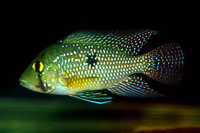 珍珠珠母丽鱼(Geophagus iporangensis)