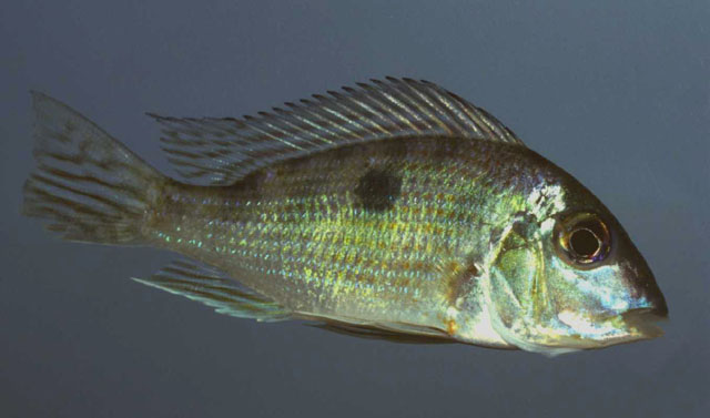 黑斑珠母丽鱼(Geophagus parnaibae)
