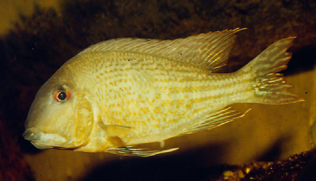 苏里南珠母丽鱼(Geophagus surinamensis)