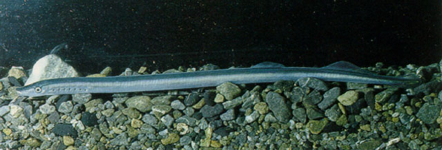 澳洲囊口七鳃鳗(Geotria australis)