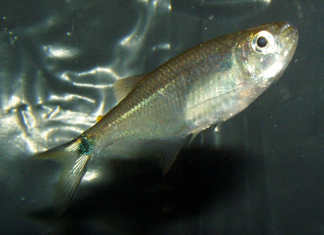 黑尾裙鱼(Gephyrocharax atracaudatus)
