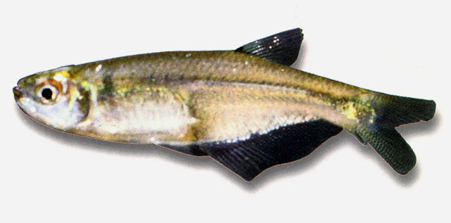 委内瑞拉裙鱼(Gephyrocharax venezuelae)
