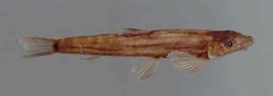黄腹平鳍鳅(Ghatsa santhamparaiensis)