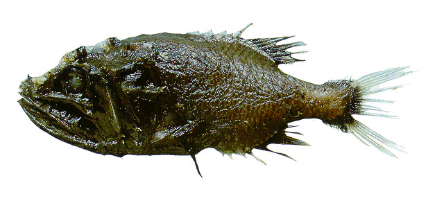 小后鳍金眼鲷(Gibberichthys pumilus)