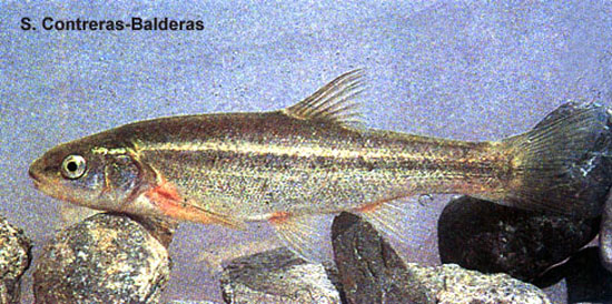 静骨尾鱼(Gila modesta)