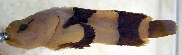 多尔吉氏软杜父鱼(Gilbertidia dolganovi)