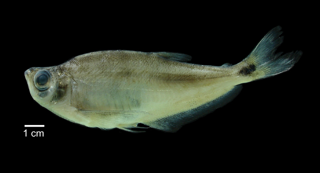 大鳍吉氏脂鲤(Gilbertolus alatus)