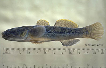 长颌姬虾虎(Gillichthys mirabilis)