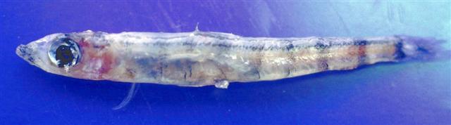 舌珍鱼(光舌水珍鱼)(Glossanodon leioglossus)