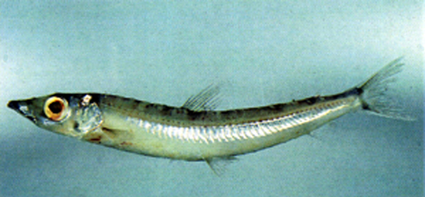 半带舌珍鱼(Glossanodon semifasciatus)