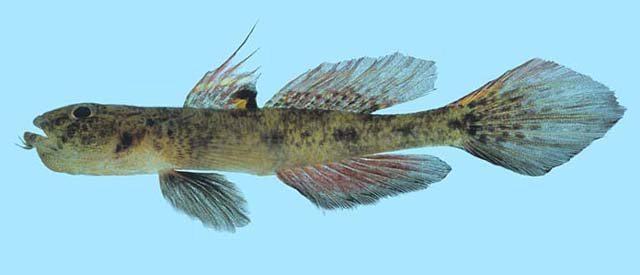 双须舌虾虎(Glossogobius bicirrhosus)