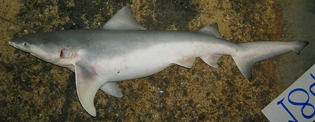 暹罗露齿鲨(Glyphis siamensis)