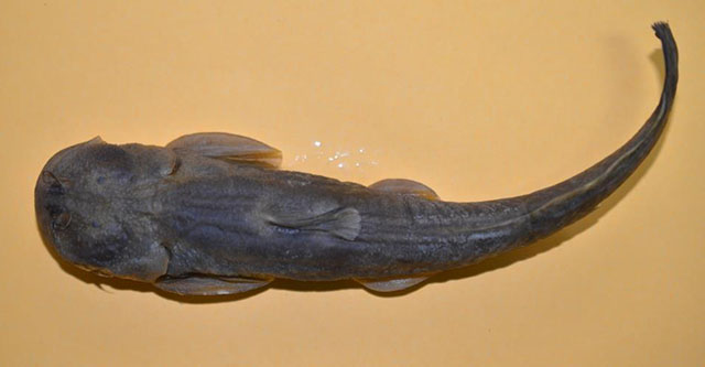 网纹原鮡(Glyptosternon reticulatum)