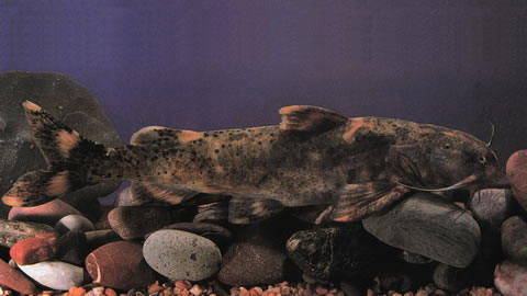 穴形纹胸鮡(Glyptothorax cavia)