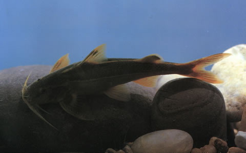 间棘纹胸鮡(Glyptothorax interspinalus)