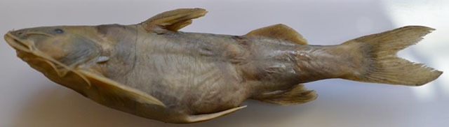 喀什米尔纹胸鮡(Glyptothorax kashmirensis)