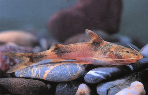 丽纹胸鮡(Glyptothorax lampris)