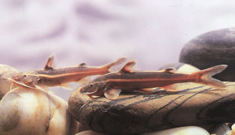 老挝纹胸鮡(Glyptothorax laosensis)