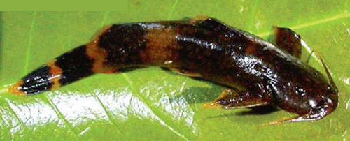 马拉巴纹胸鮡(Glyptothorax malabarensis)