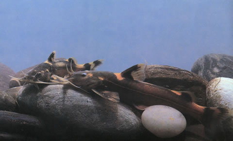 四斑纹胸鮡(Glyptothorax quadriocellatus)