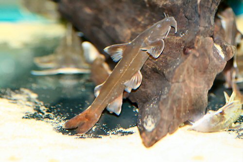 暹罗纹胸鮡(Glyptothorax siamensis)