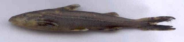 特尔纹胸鮡(Glyptothorax telchitta)